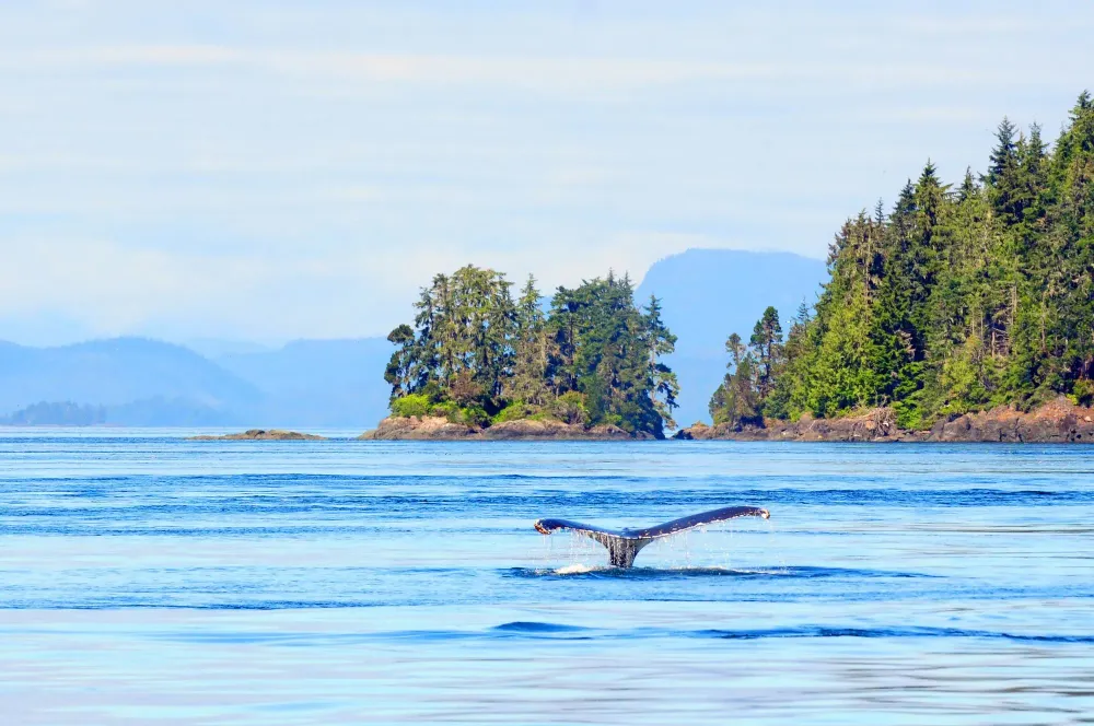 whale in Vancover, Canada, for story on whale and dolphin activities.